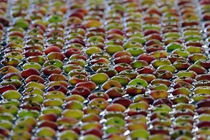 Selain Gala dan Granny Smith, Apel Lain yang Terkontaminasi Bakteri Juga Dimusnahkan