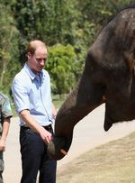 Pangeran William Kunjungi Konservasi Gajah di Tiongkok