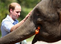 Mungkin, Pangeran George akan iri melihat sang ayah tengah asyik memberi makan seekor anak gajah. Chris Jackson/Getty Images/detikFoto.
