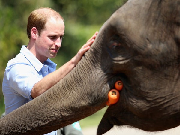 Pangeran William Kunjungi Konservasi Gajah di Tiongkok