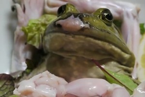 Wisata Kuliner Ekstrem di Jepang, Makan Kodok Hidup-hidup!