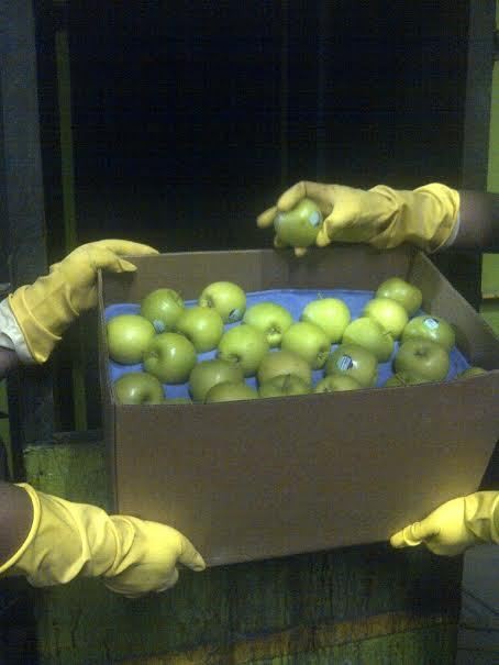 Buntut Apel Berbakteri Mematikan, Impor dari AS Diperketat