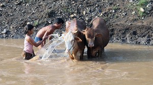 memandikan sapi