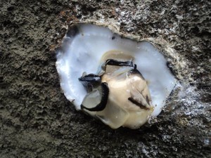 Serunya Berburu Teritip di Pulau Bangka