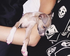 Kylie Jenner Pamer Foto Anjingnya yang Pakai Kuteks Pink