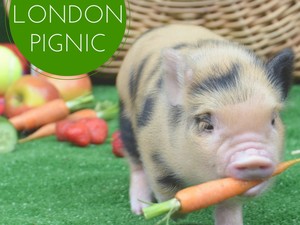 Yelp Hadirkan Pop-up Kafe untuk Piknik Bersama Babi Mini