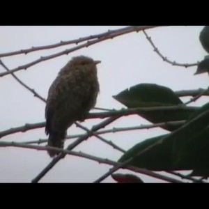 Burung Uncuing yang Dianggap Seram Suaranya Berkembang Biak dengan Cara Unik