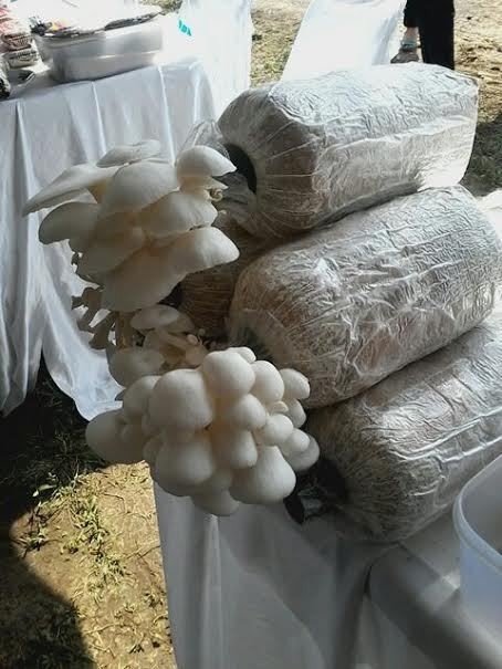 Selain Bisa Datangkan Jutaan Rupiah, Ini Keuntungan Budidaya Jamur Tiram