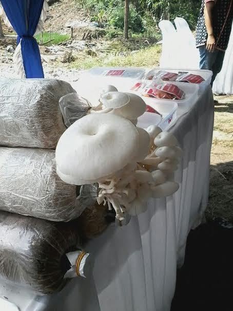 Booming Jamur Tiram di Karawang