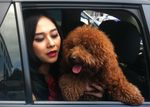 Aura Kasih Dicium Brownie