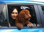 Aura Kasih Dicium Brownie