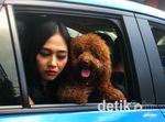 Aura Kasih Dicium Brownie