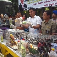 ABK KM Gunung Dempo Jadi Tersangka Kasus Penyelundupan Satwa Dilindungi