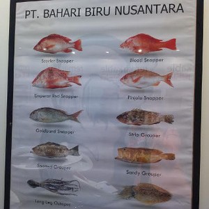 Indonesia Jadi Pemasok Udang Terbesar ke AS
