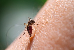 Profesor Australia Temukan Rumus Baru untuk Ciptakan Vaksin Malaria
