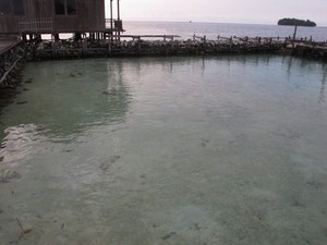 Ssst, Tempat Penangkaran Hiu di Karimunjawa Tak Cuma Satu!