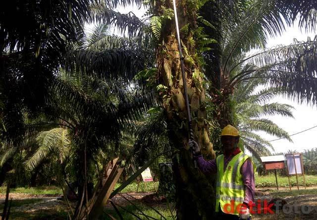 Masa 'Petik Uang' dari Sawit Berakhir, Petani Bisa 