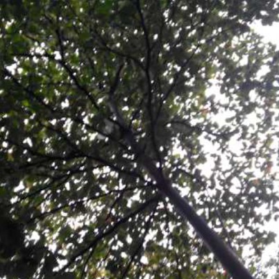 Sukses Cegah Maksiat di Hutan Kota Bekasi, Tapi Speaker Lantunan Quran Diprotes