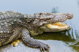 Pesiar Sungai di Zimbabwe, Turis Lihat Buaya Makan Orang