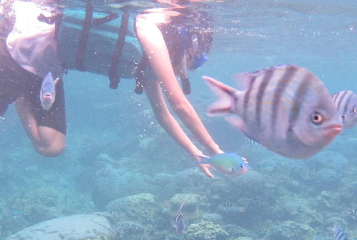 Saingan Selfie dengan Ikan di Karimunjawa