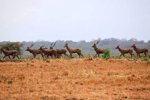 Lebih Dekat dengan Rusa di Taman Nasional Baluran