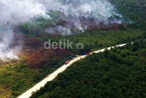 Terus Berkurang Drastis, Hutan Indonesia Jadi Sorotan Dunia