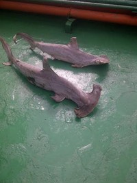 Lainnya Ditenggelamkan, Kapal Maling Ikan Asal China Ini Hanya Dituntut Rp 200 Juta
