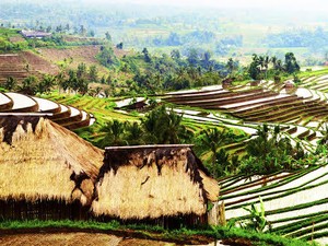Ubud Kalahkan Bangkok dalam Destinasi Terbaik di Dunia
