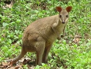 Kanguru Ala Australia, Indonesia Juga Punya di Papua