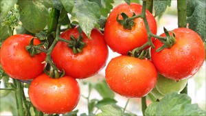 Tomat Matang Sempurna dengan Kualitas Prima Jadi Jaminan Tomat Premium King Tomato