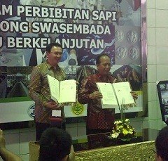 Ahok: DKI Dukung Daerah Mana saja yang Mau Swasembada Sapi