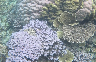 Bukti Keindahan Dunia Bawah Laut Karimunjawa