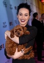 So Cute! Katy Perry Peluk-peluk Butters