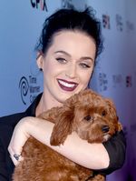 So Cute! Katy Perry Peluk-peluk Butters