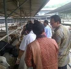 Ahok: Beri Nama Anak Sapi USB di Mana Rasisnya?
