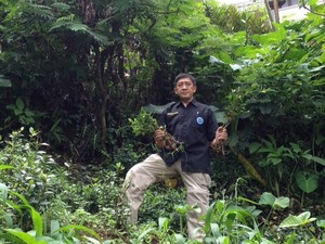 BNN Temukan Ladang Tanaman Khat di Cisarua yang Masuk Kategori Narkotika