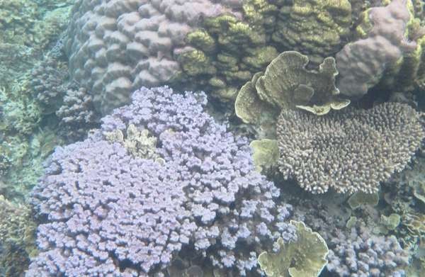 Catat! 4 Spot Snorkeling Favorit di Karimunjawa