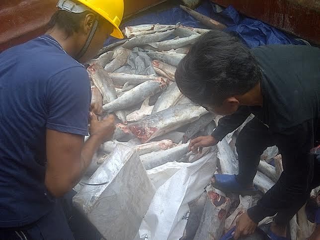 Buntut Kasus Perbudakan, Susi Minta Jonan Tutup Pelabuhan Benjina