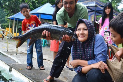 Tak Jauh dari Cirebon, Ada Kolam Berisi Ikan Dewa!
