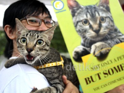 Mengadopsi Hewan di World Stray Animal Day