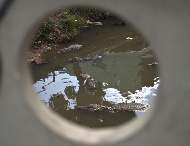 Diduga Mangsa Manusia, Seekor Buaya Dibakar dan Jadi Tontonan Warga