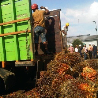 Sawit Jadi Campuran Solar, Para Bos CPO Jamin Tak Naikkan Harga Migor