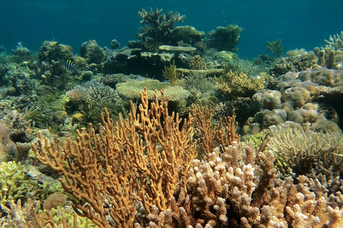 Satu Lagi Surga Dunia Bawah Laut Indonesia: Takabonerate