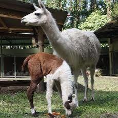 Lahir Bersamaan Anakan Rusa Bison Dan Llama Bikin Gemes