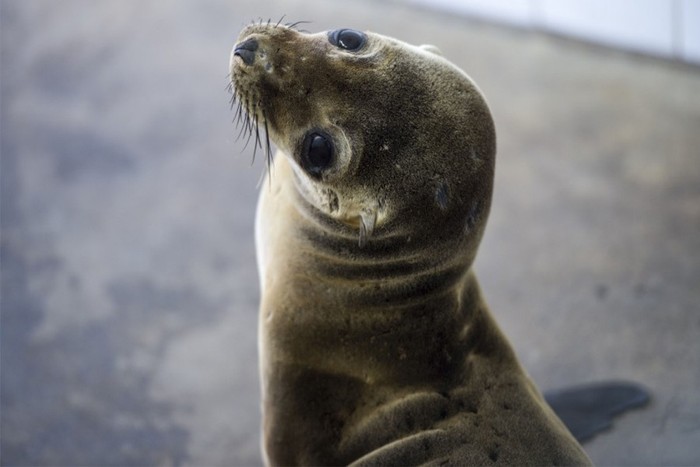 Mau Foto dengan Ikan Tangkapan, Turis Malah Diserang Singa Laut