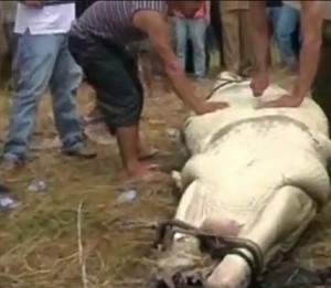 Buaya Raksasa Dieksekusi Warga, Ini Usul dan Imbauan BKSDA Aceh