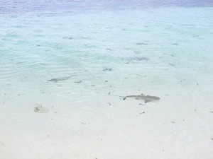 Berenang Bareng Bayi Hiu Langsung di Pantai, Cuma di Takabonerate