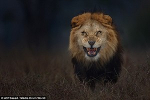 Fotografer Pemberani Abadikan Singa Siap Memangsanya