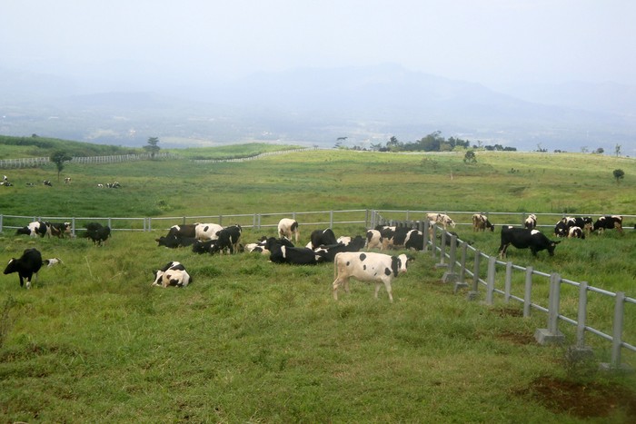 Australia Punya Rumput Luas, RI Ada Kebun Sawit untuk Ternak Sapi Murah
