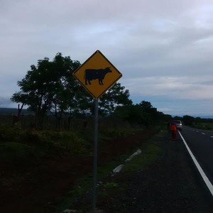 Hati-hati Berkendara di Bima, Banyak Hewan Ternak Berkeliaran